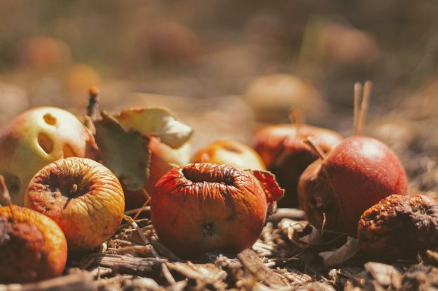 apples-rotten-vitamins-nutrition